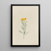 Lithospermum canescens - Mary Vaux Walcott — quadro incorniciato alla parete