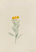 Lithospermum canescens - Mary Vaux Walcott — vista dell’opera