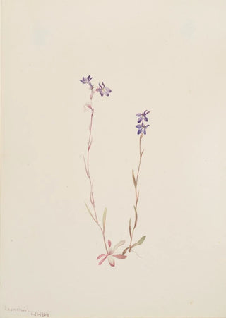 Mary Vaux Walcott - Lobelia Kalmii.webp
