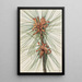 Pin des marais Pinus taeda - Mary Vaux Walcott — quadro incorniciato alla parete