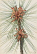 Pin des marais Pinus taeda - Mary Vaux Walcott — vista dell’opera