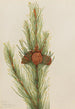 Pin tordu Pinus contorta murrayana - Mary Vaux Walcott — vista dell’opera