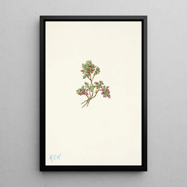 Mary Vaux Walcott - Low Whortleberry Vaccinium caespitosum.webp