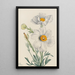 Pavot de Matilija Romneya coulteri - Mary Vaux Walcott — quadro incorniciato alla parete