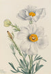 Pavot de Matilija Romneya coulteri - Mary Vaux Walcott — vista dell’opera