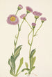 Vergerette des prés Erigeron speciosus - Mary Vaux Walcott — vista dell’opera