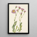 Vergerette des prés Erigeron speciosus - Mary Vaux Walcott — quadro incorniciato alla parete
