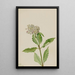 Asclépiade Asclepias - Mary Vaux Walcott — quadro incorniciato alla parete