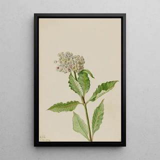 Mary Vaux Walcott - Milkweed Ascelpias.webp