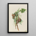 Cyprès de Monterey Cupressus macrocarpa - Mary Vaux Walcott — quadro incorniciato alla parete