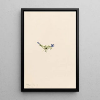 Mary Vaux Walcott - Moss Gentian Gentiana prostrata.webp