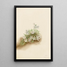 Phlox mousseux Phlox subulata - Mary Vaux Walcott — quadro incorniciato alla parete