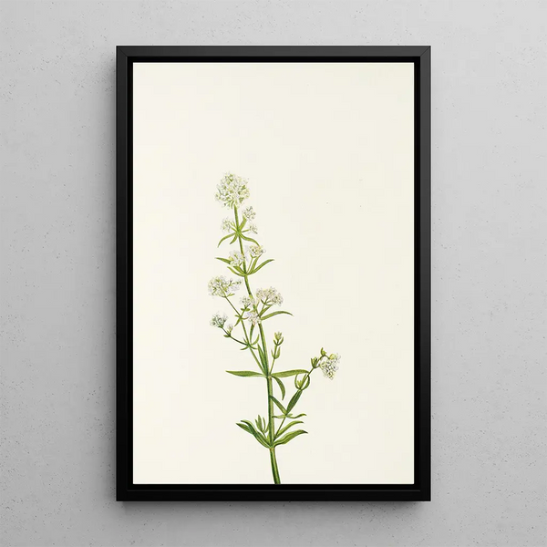 Mary Vaux Walcott - Northern Bedstraw Galium boreale.webp