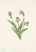 Sabot di Venere del Nord Cypripedium passerinum - Mary Vaux Walcott — vista dell’opera