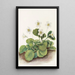 Clochettes d'Oconee Shortia galacifolia - Mary Vaux Walcott — quadro incorniciato alla parete