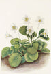 Clochettes d'Oconee Shortia galacifolia - Mary Vaux Walcott — vista dell’opera