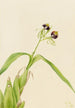 Orchidée Epidendrum cochleatum - Mary Vaux Walcott — vista dell’opera
