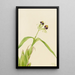 Orchidée Epidendrum cochleatum - Mary Vaux Walcott — quadro incorniciato alla parete