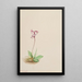 Orchis Orchis rotundifolia - Mary Vaux Walcott — quadro incorniciato alla parete