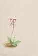 Orchis Orchis rotundifolia - Mary Vaux Walcott — vista dell’opera