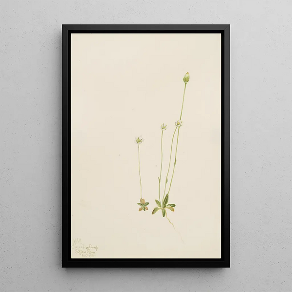 Mary Vaux Walcott - Oxytropis aepicola.webp