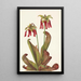 Sarracénie perroquet Sarracenia psittacina - Mary Vaux Walcott — quadro incorniciato alla parete