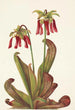 Sarracénie perroquet Sarracenia psittacina - Mary Vaux Walcott — vista dell’opera