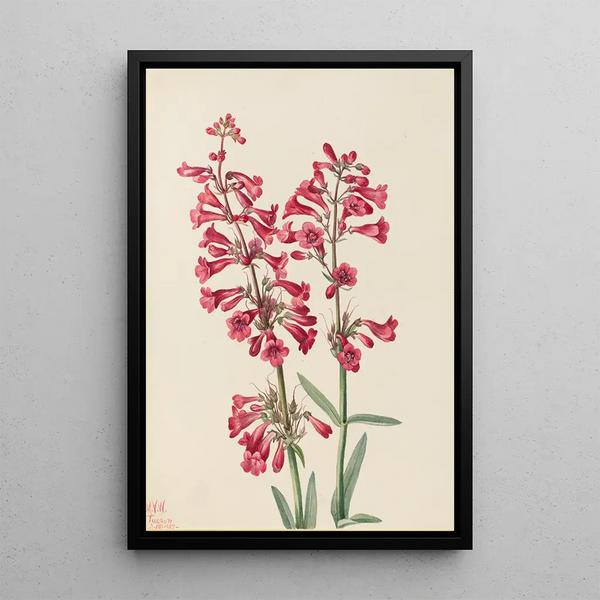 Mary Vaux Walcott - Parrys Penstemon Penstemon parryi.webp