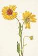 Gaillarde vivace Gaillardia aristata - Mary Vaux Walcott — vista dell’opera