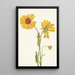 Gaillarde vivace Gaillardia aristata - Mary Vaux Walcott — quadro incorniciato alla parete
