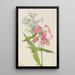 Phlox vivace Phlox paniculata - Mary Vaux Walcott — quadro incorniciato alla parete