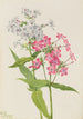 Phlox vivace Phlox paniculata - Mary Vaux Walcott — vista dell’opera