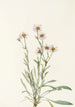 Vergerette rose Erigeron caespitosus - Mary Vaux Walcott — vista dell’opera