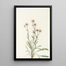 Vergerette rose Erigeron caespitosus - Mary Vaux Walcott — quadro incorniciato alla parete