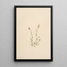 Vergerette rose Erigeron jucundus - Mary Vaux Walcott — quadro incorniciato alla parete