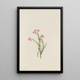 Mary Vaux Walcott - Pink Heather Phyllodoce empetriformis.webp