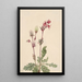 Fumée des prairies Sieversia ciliata - Mary Vaux Walcott — quadro incorniciato alla parete