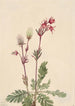 Fumée des prairies Sieversia ciliata - Mary Vaux Walcott — vista dell’opera