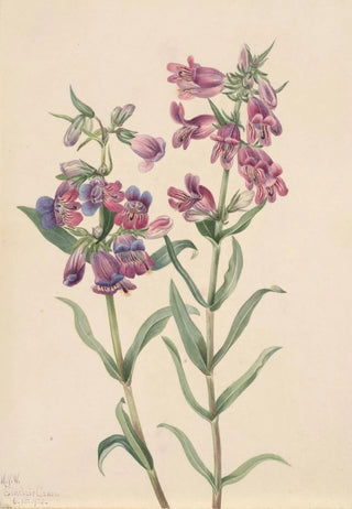 Mary Vaux Walcott - Prairie Pentstemon Pentstemon erianthera.webp