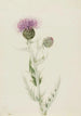 Chardon des prairies Cirsium undulatum - Mary Vaux Walcott — vista dell’opera