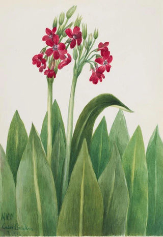 Mary Vaux Walcott - Primrose Primula parryi.webp