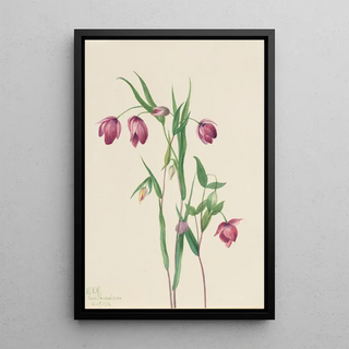 Mary Vaux Walcott - Purple Fairy Lantern Calochortus anoenum.webp
