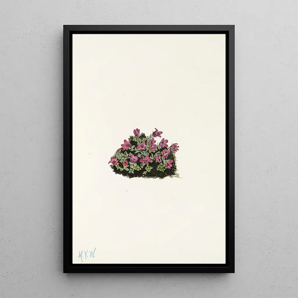 Mary Vaux Walcott - Purple Saxifrage Saxifraga oppositifolia.webp