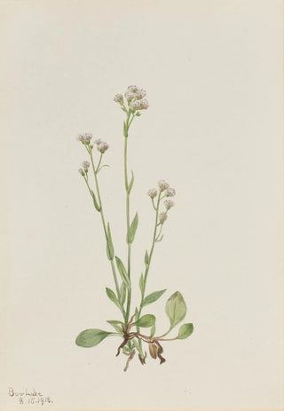 Mary Vaux Walcott - PussyToes Antennaria racemosa.webp