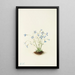 Houstonie bleue - Mary Vaux Walcott — quadro incorniciato alla parete