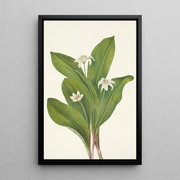 Mary Vaux Walcott - Queencup flower Clintonia uniflora.webp