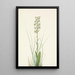 Orchis lacéré - Mary Vaux Walcott — quadro incorniciato alla parete
