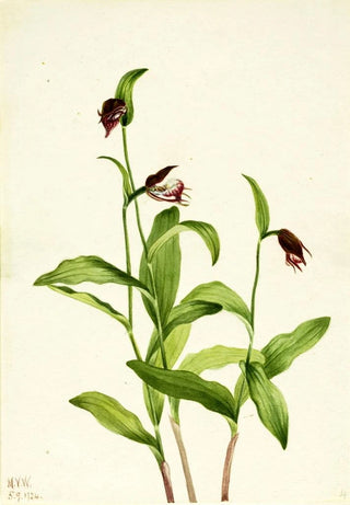 Mary Vaux Walcott - Ramshead Ladys Slipper Cypripedium arietinum.webp