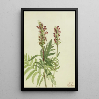 Mary Vaux Walcott - RedHelmet Pedicularis bracteosa.webp