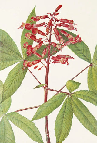 Mary Vaux Walcott - Red Buckeye Aesculus pavia.webp